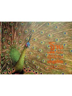 ฐานที่มั่นสุดท้ายนกยูงไทย