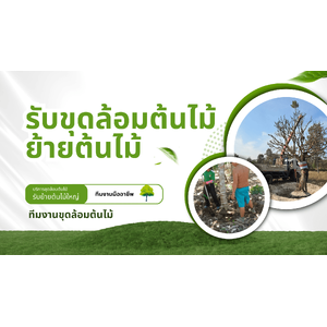 รับขุดล้อมต้นไม้ ย้ายต้นไม้ เชียงใหม่ โทร 085-209-4218