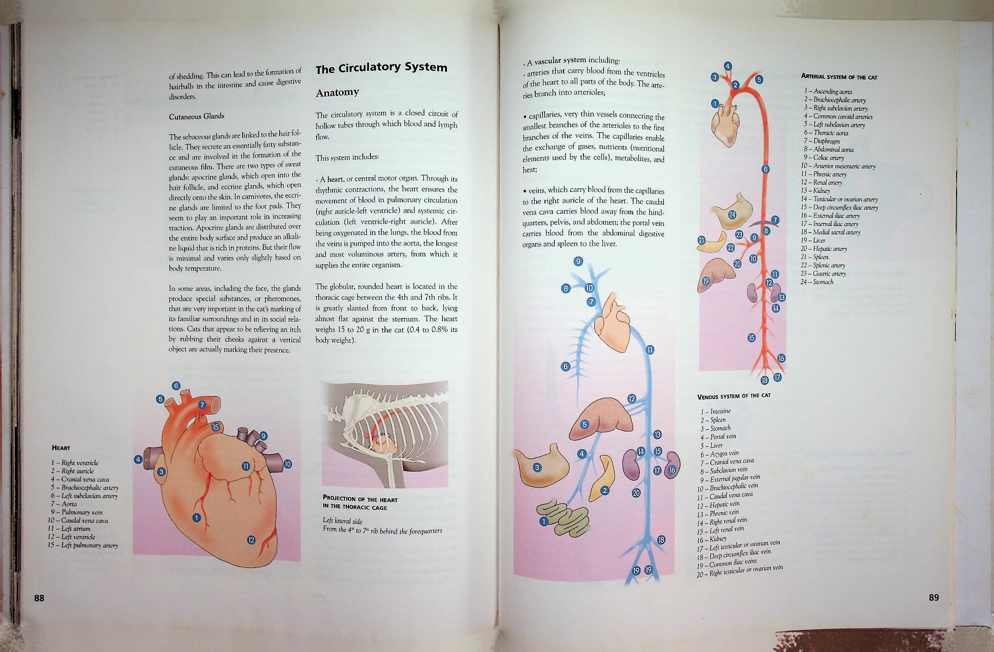 The Cat ENCYCLOPEDIA Volume 2