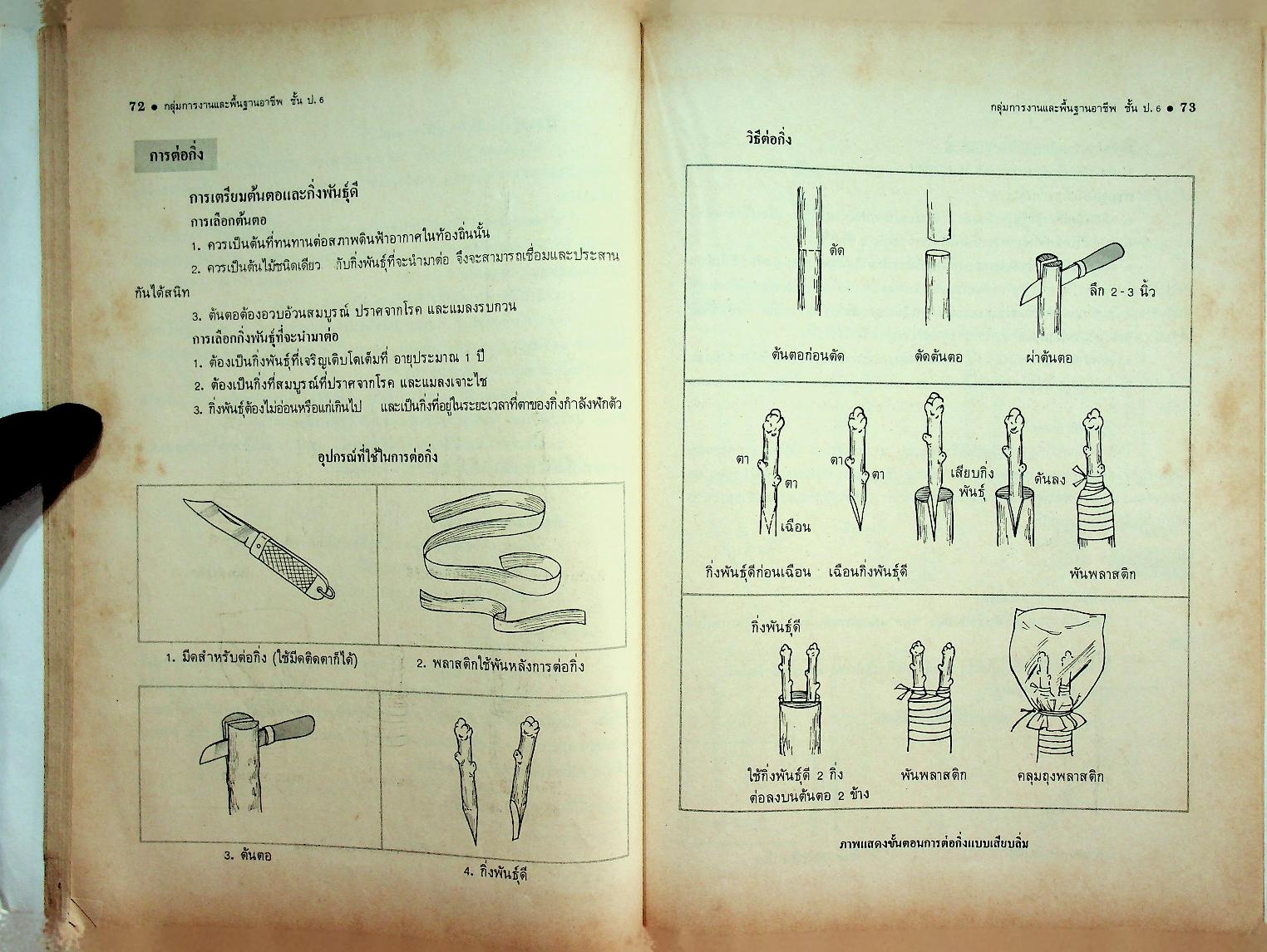 กลุ่มการงานและพื้นฐานอาชีพ ชั้นประถมศึกษาปีที่ 6