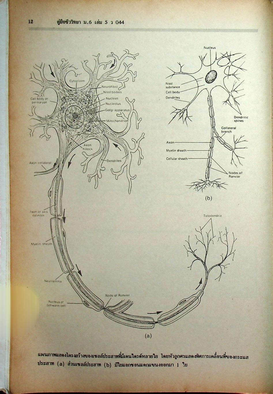คู่มือเตรียมสอบ ชีววิทยา ม.6 เล่ม 5 ว 044