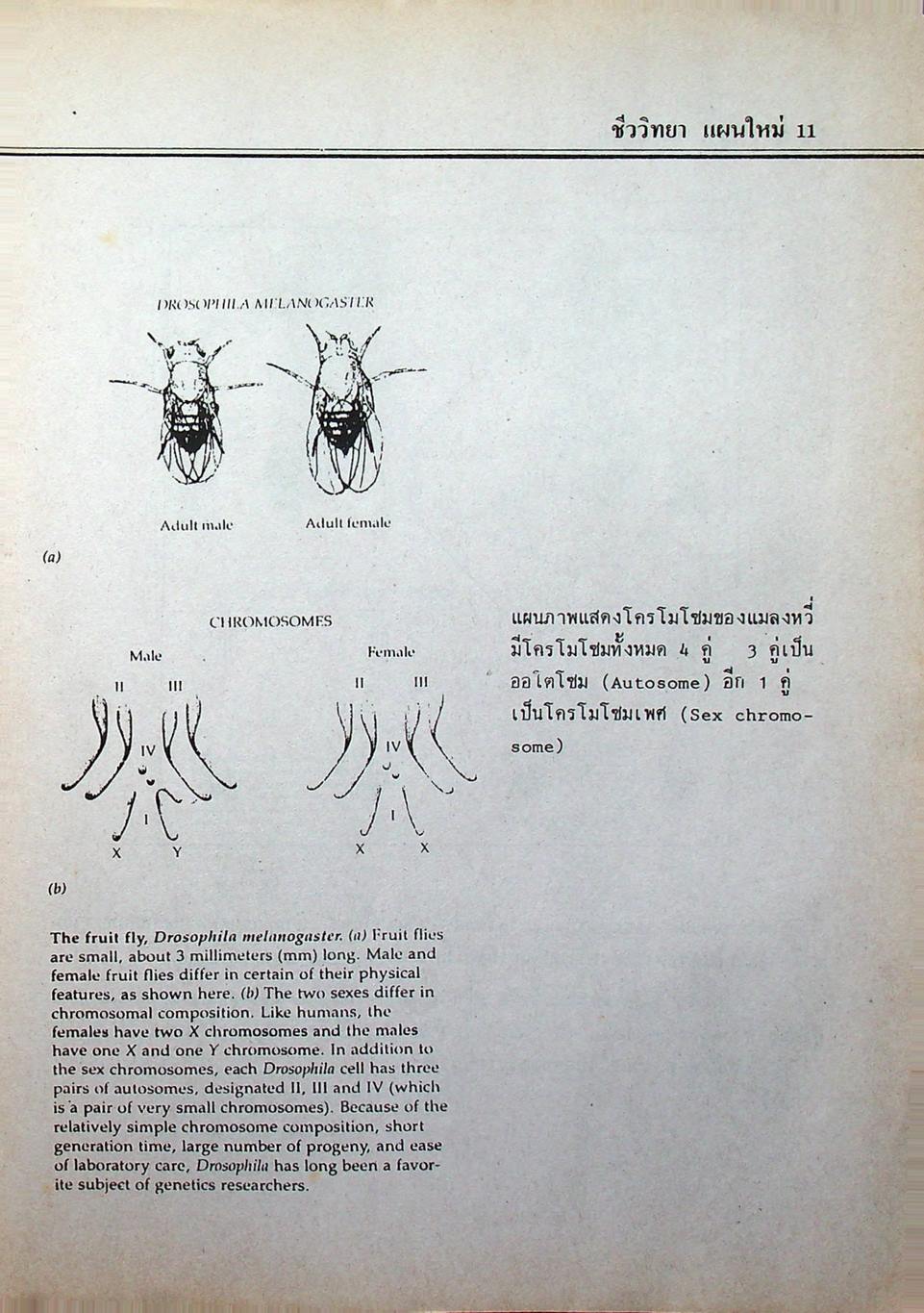 ชีววิทยา ม.4 เล่ม 1 ว 441
