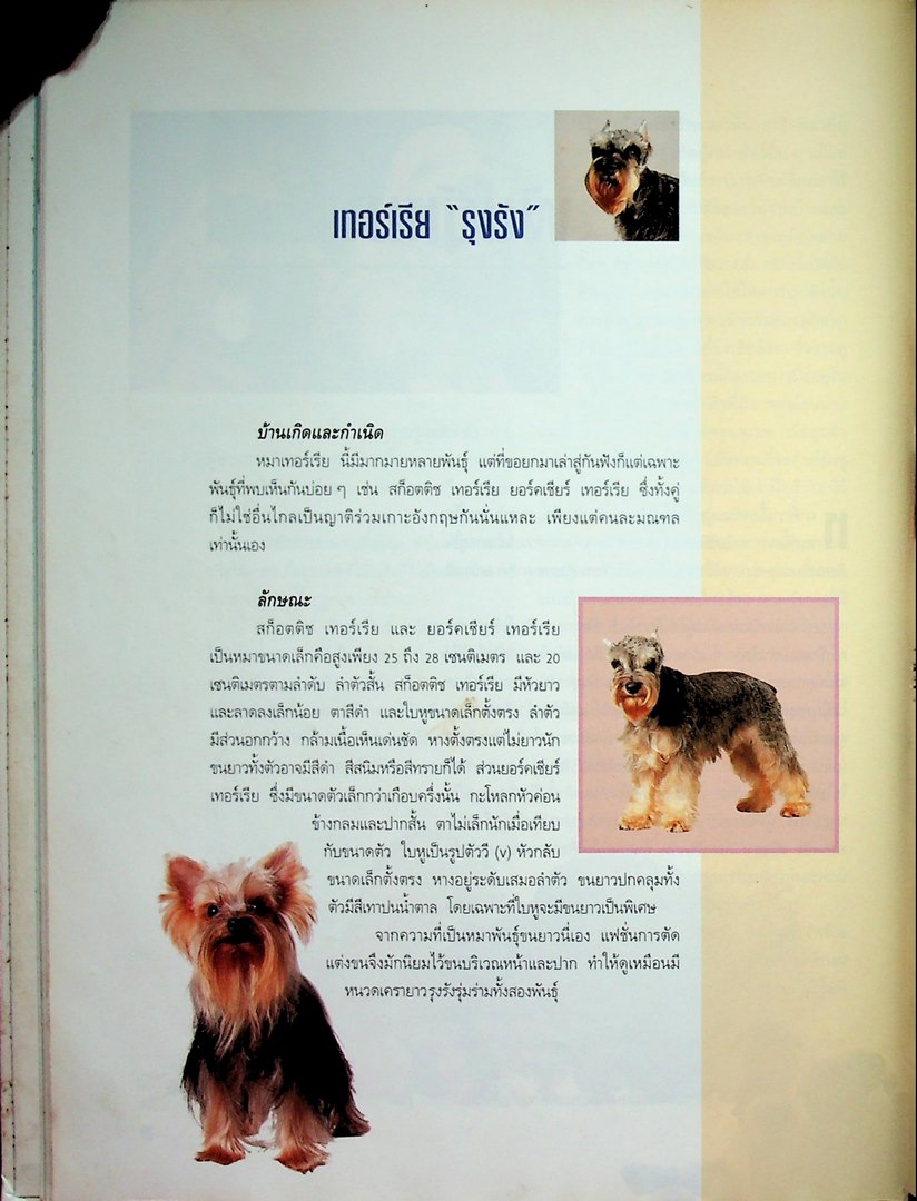 คู่มือคนรักหมา