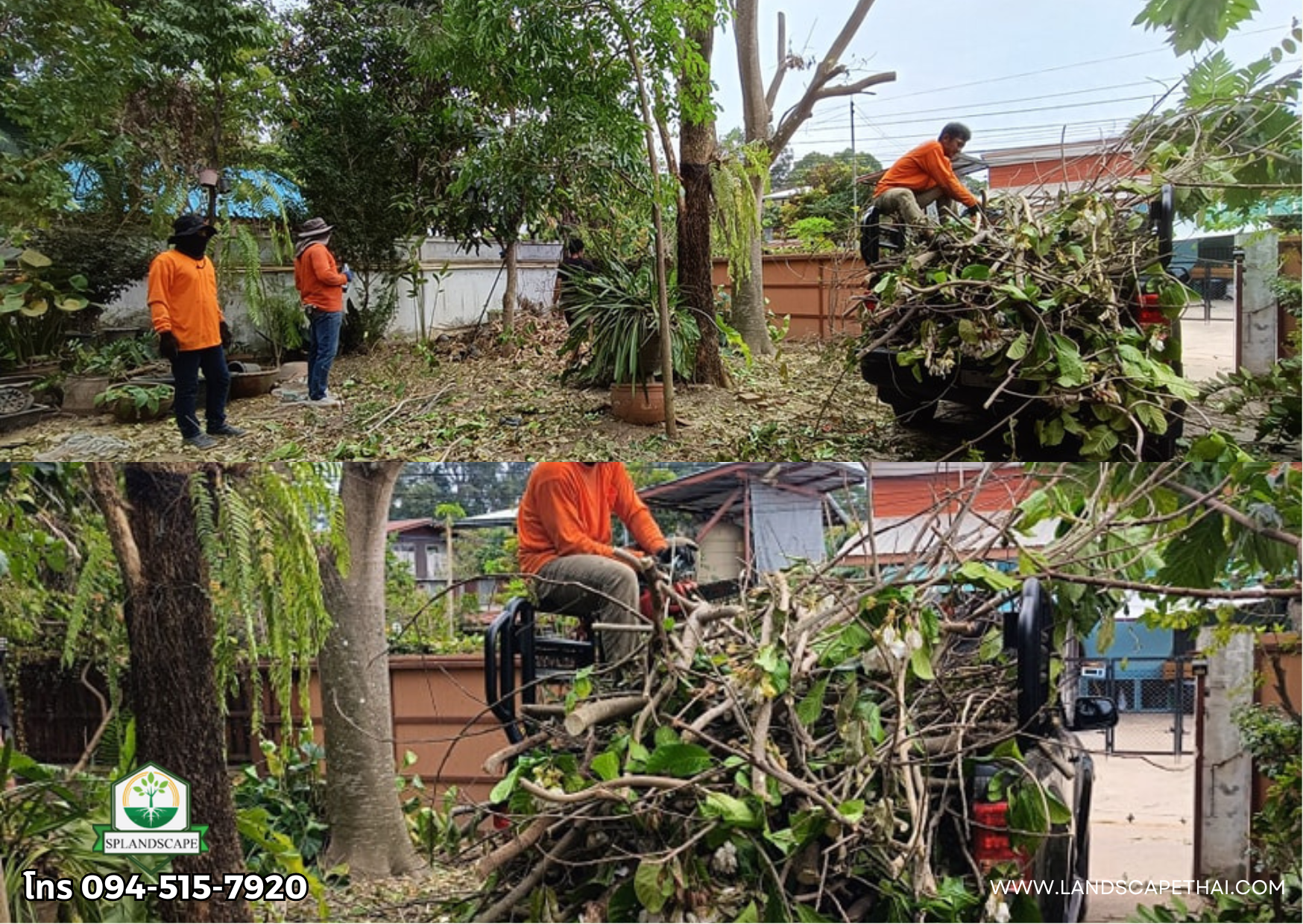 รับตัดต้นไม้ พร้อมขนทิ้ง ราคากันเอง ติดต่อ 094-515-7920