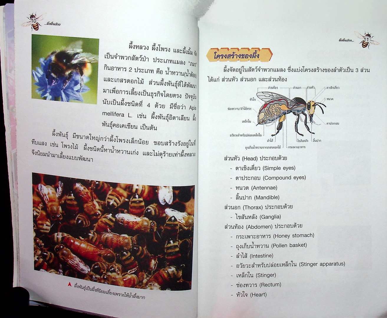 หนังสือท้องถิ่นศึกษา ชุด ชีวิตกับสิ่งแวดล้อม ผึ้งพื้นเมือง