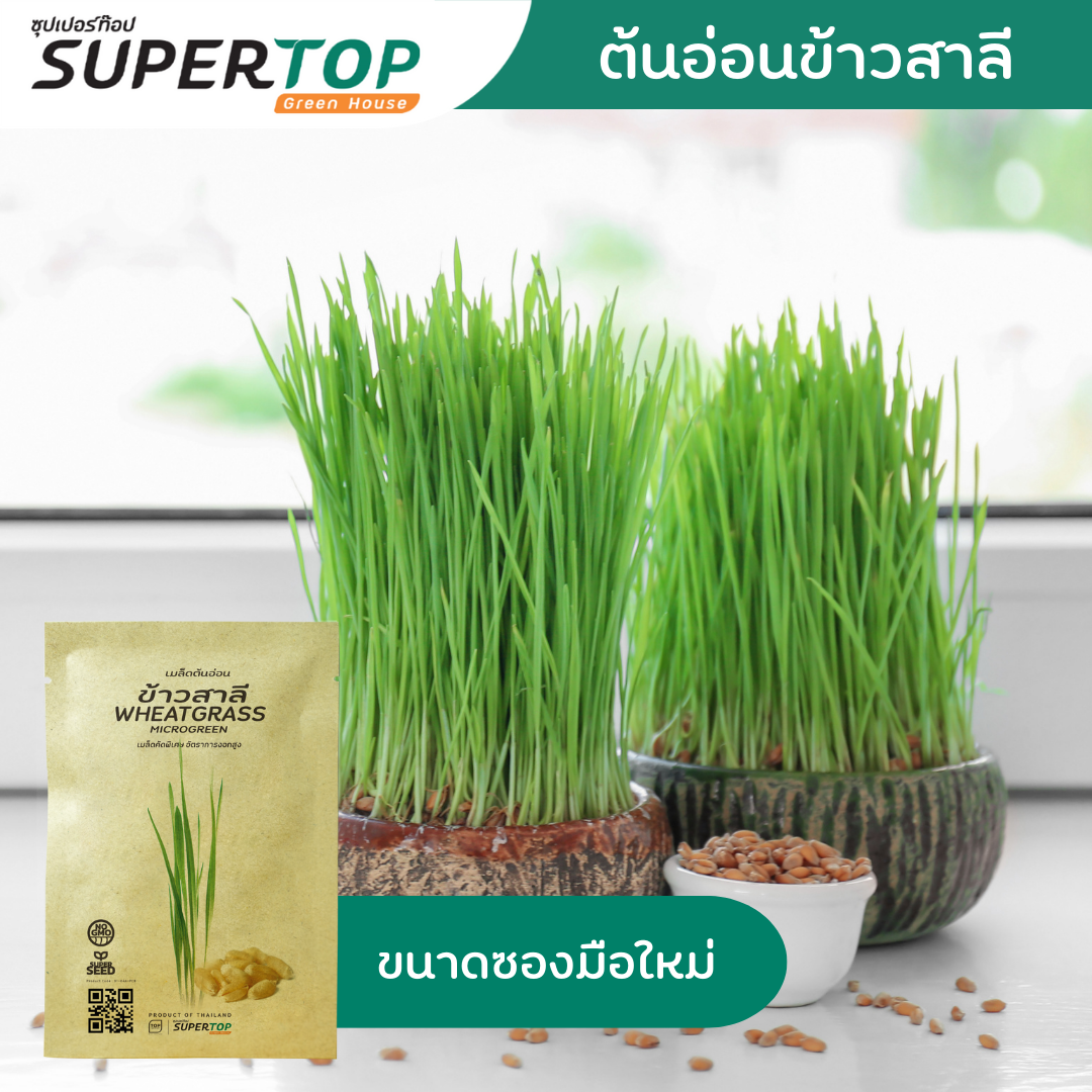 เมล็ดเพาะต้นอ่อน (Microgreen) SUPERTOP | Non-GMO ขนาดซองมือใหม่