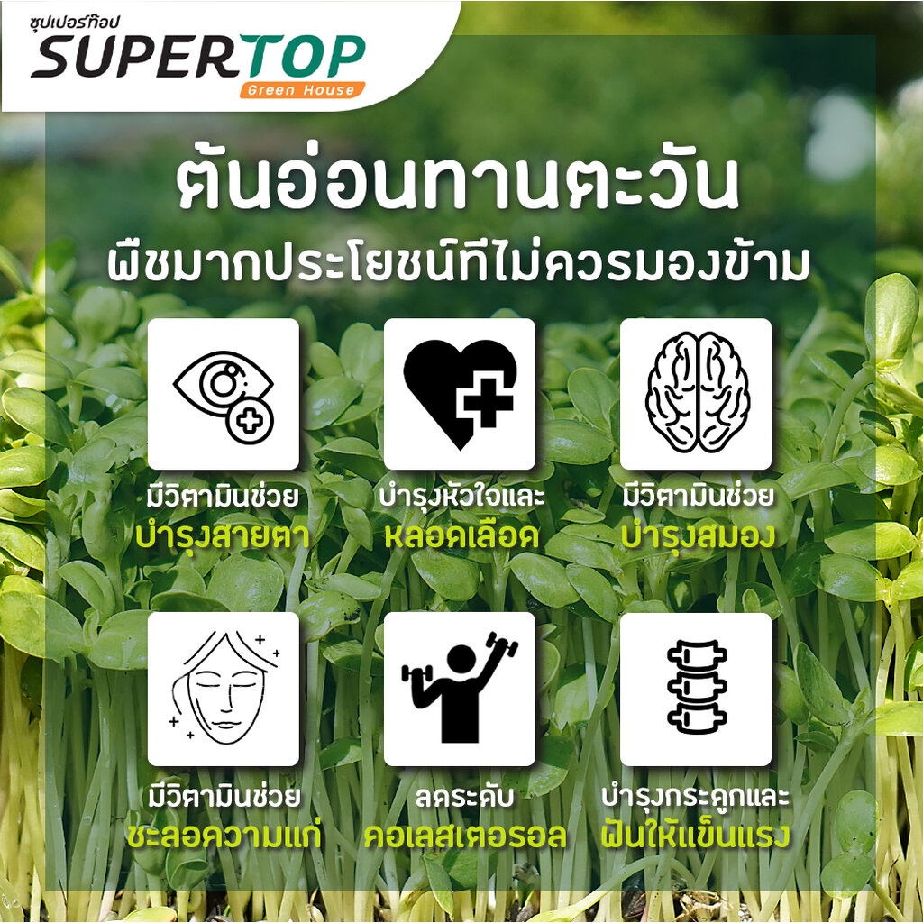 เมล็ดเพาะต้นอ่อน ทานตะวันลายไทย (Thai Sunflower Microgreen) SUPERTOP | ขนาด 1 KG.