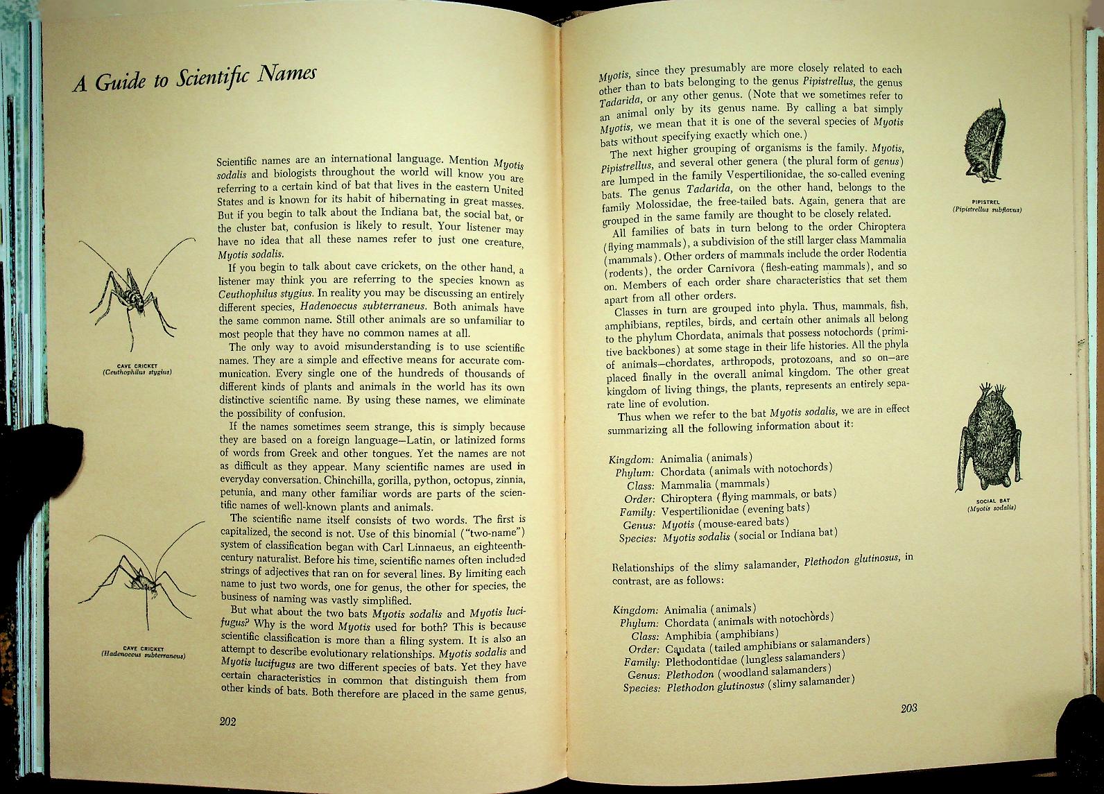 The Life of the Cave