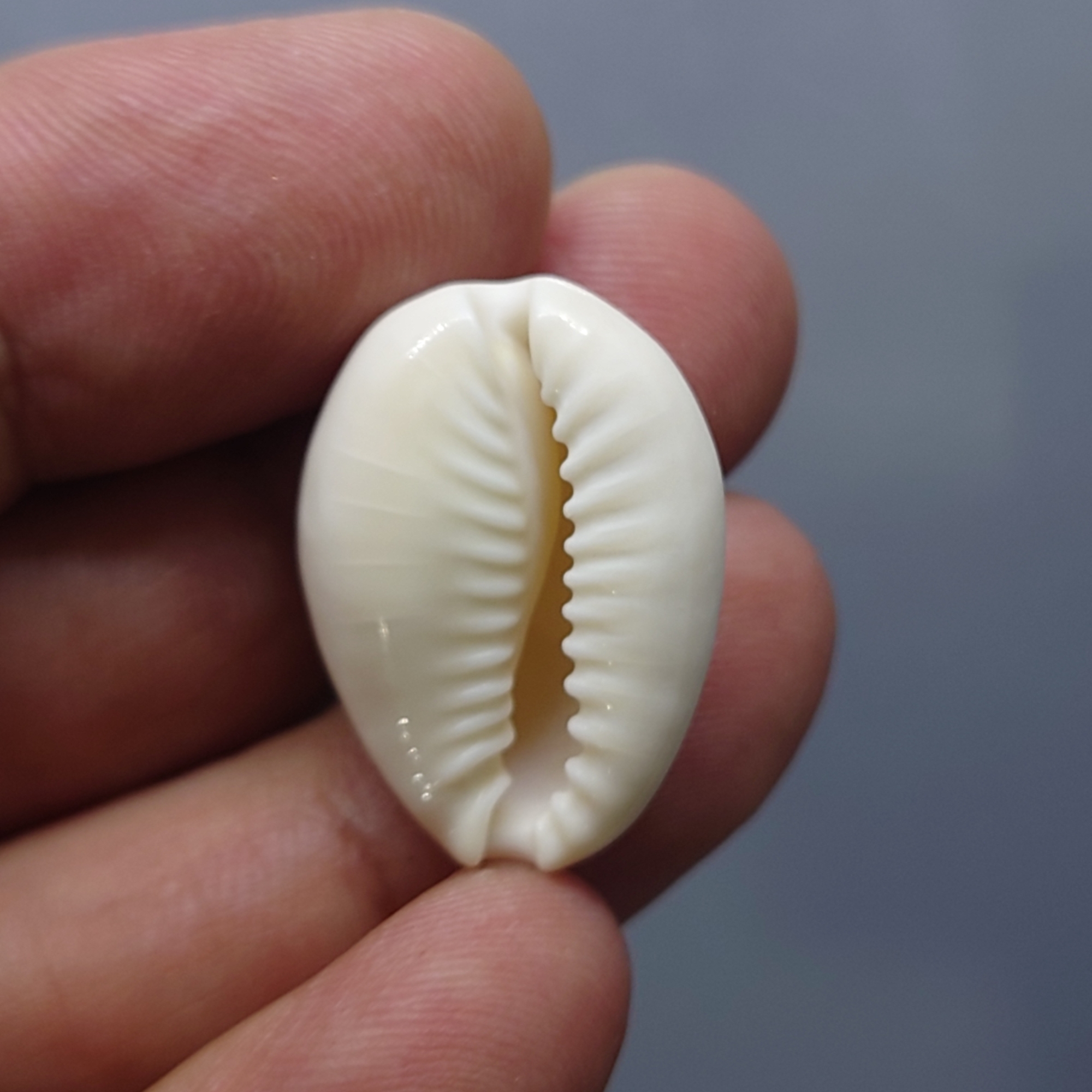 เบี้ยจั่น โบราณ