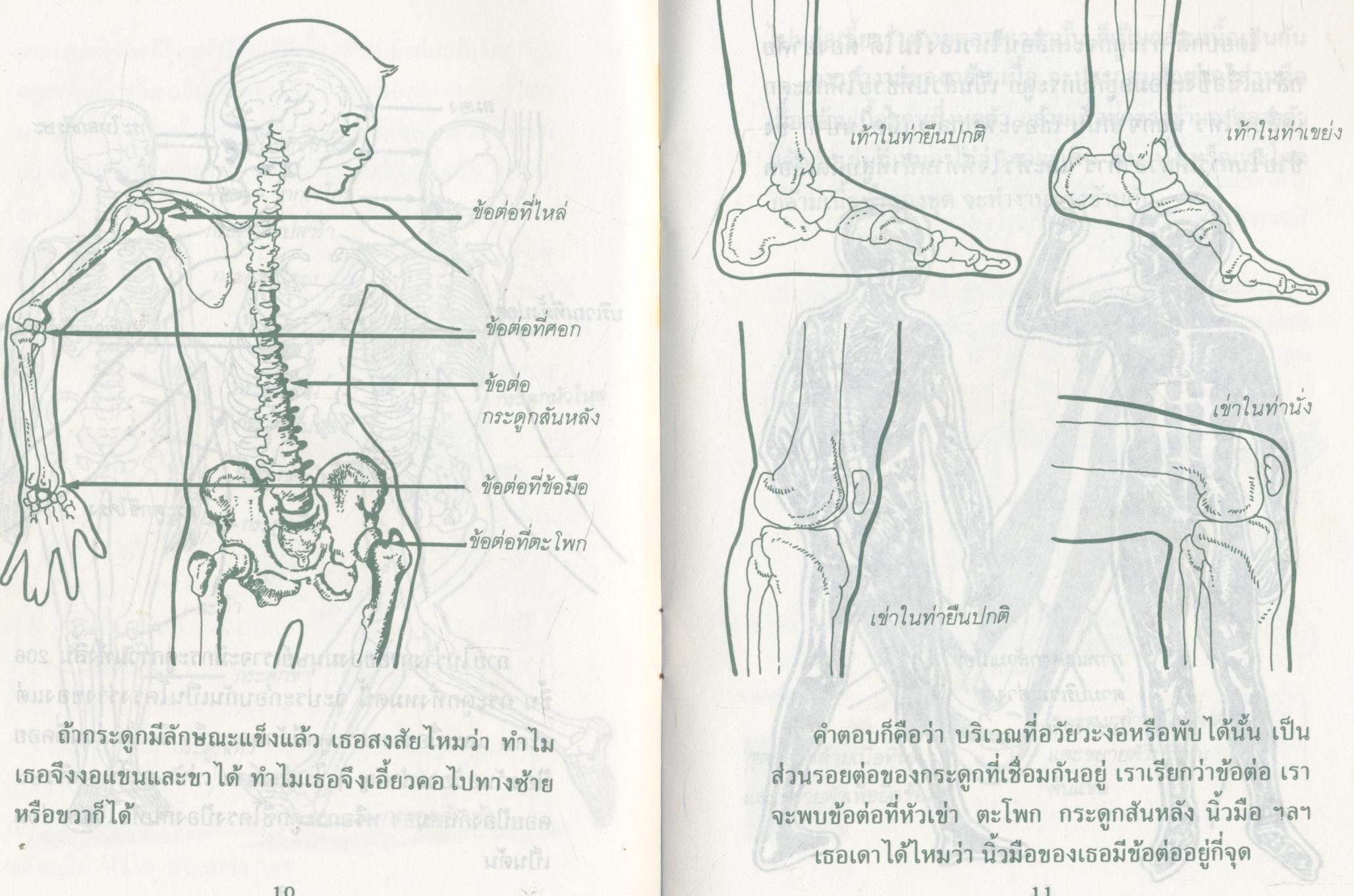 วิทยาศาสตร์พื้นฐานสำหรับเด็กและเยาวชน นี่ไงล่ะร่ายกายของเรา