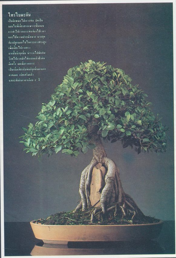 วันสถาปนาสมาคมรถแทรคเตอร์และอะไหล่แห่งประเทศไทย 29 ตุลาคม 2537