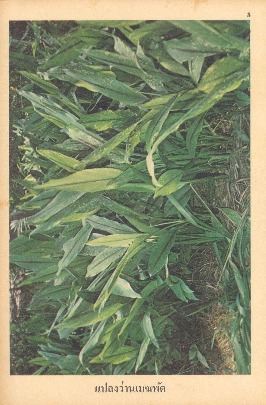 อภินิหารว่านศักดิ์สิทธิ์ เล่ม 1 และ เล่ม 2