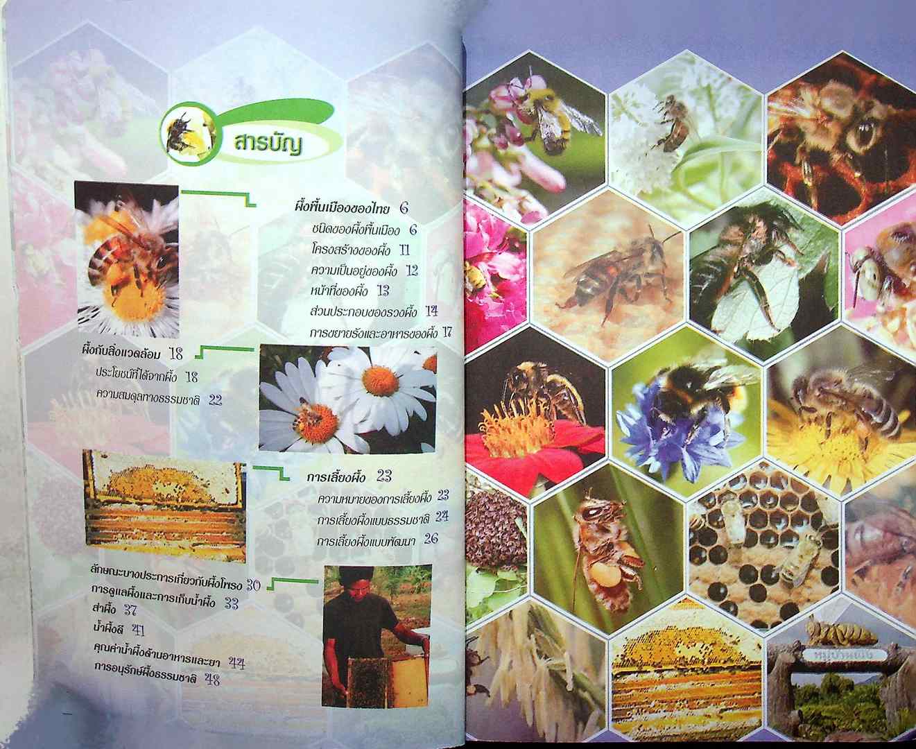 หนังสือท้องถิ่นศึกษา ชุด ชีวิตกับสิ่งแวดล้อม ผึ้งพื้นเมือง