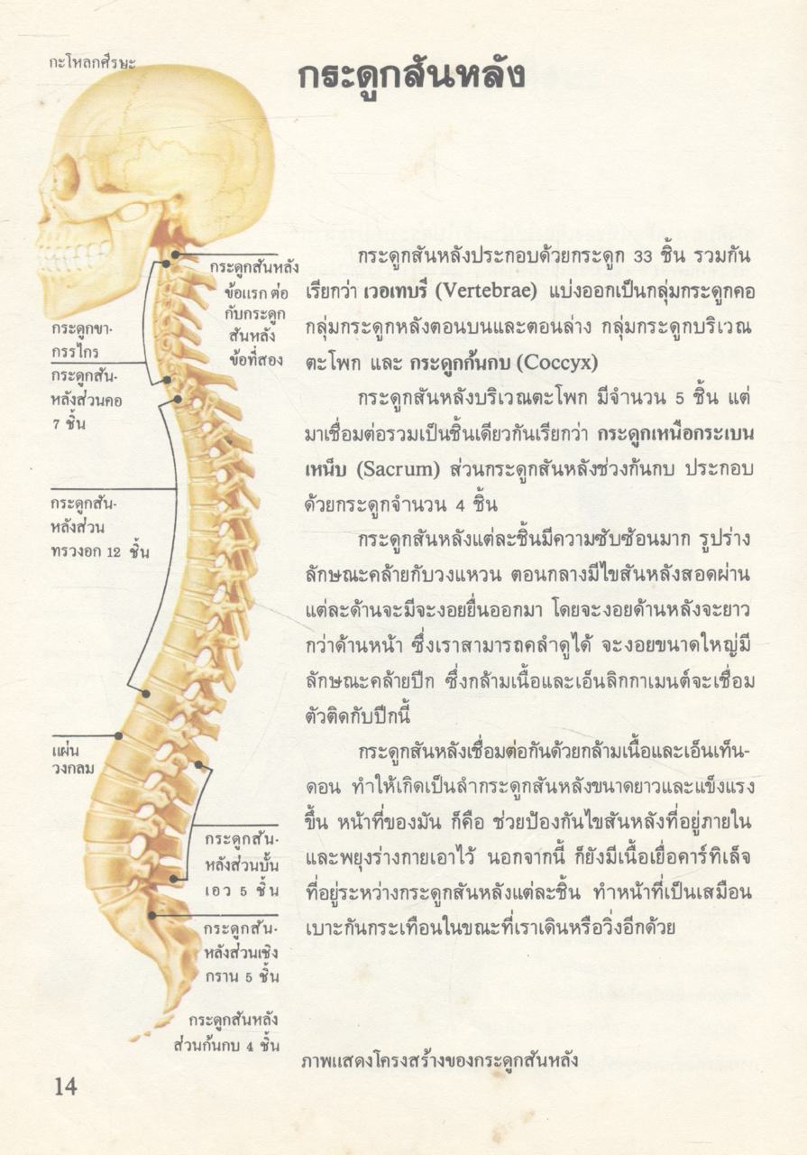 สารานุกรมชุดร่างกายของเรา โครงกระดูกและการเคลื่อนไหว