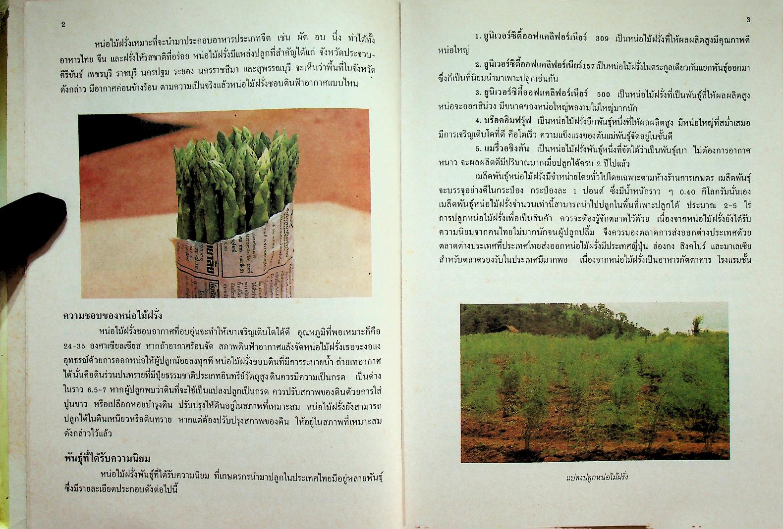 เกษตรธรรมชาติเชิงธุรกิจ พืชอุตสาหกรรม