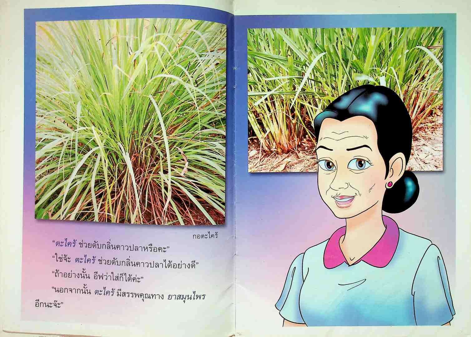 ชุดสมุนไพรในครัวเรือน ต้นเท่าครกใบปรกดิน ตะไคร้