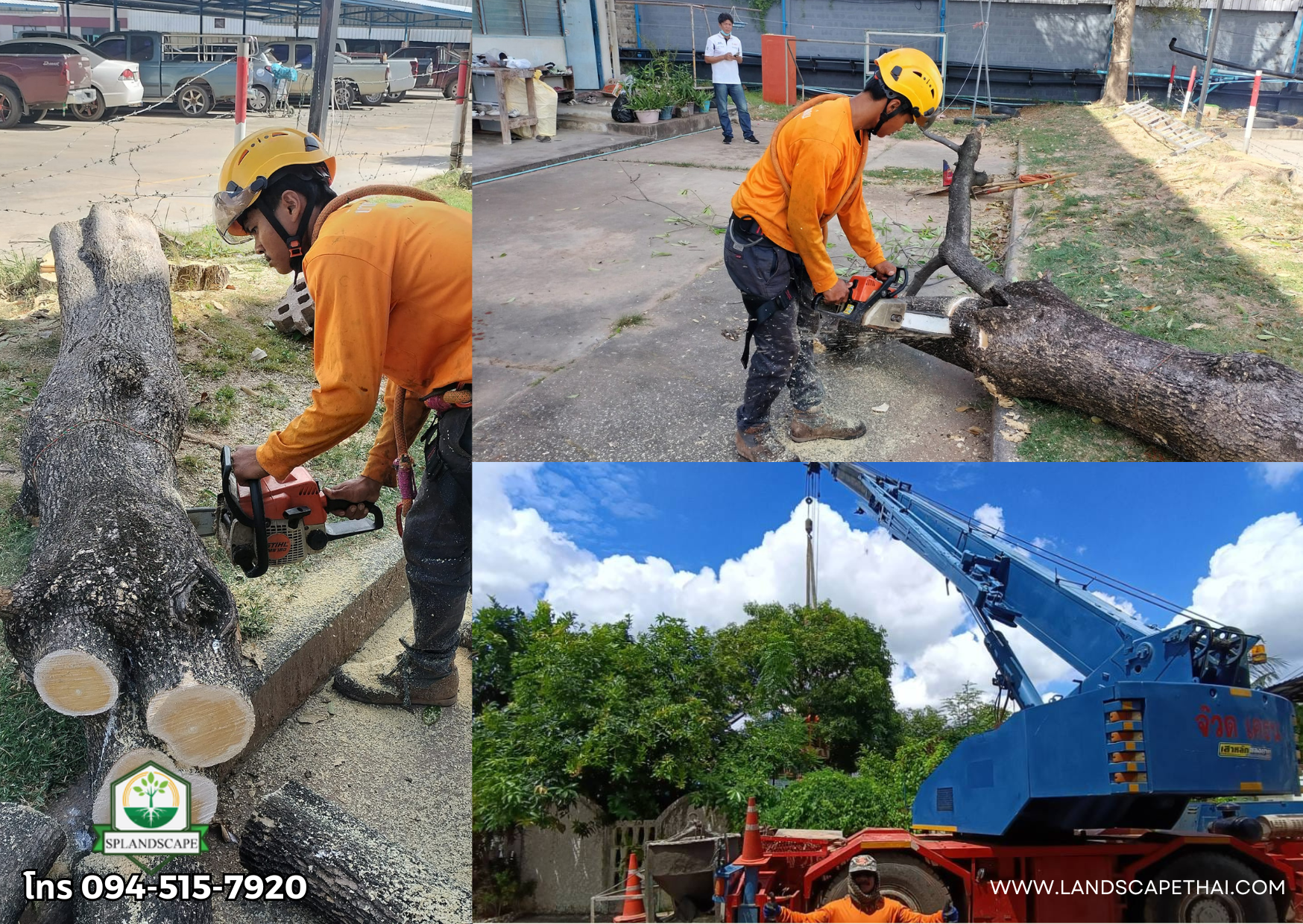 รับตัดต้นไม้ พร้อมขนทิ้ง ราคากันเอง ติดต่อ 094-515-7920