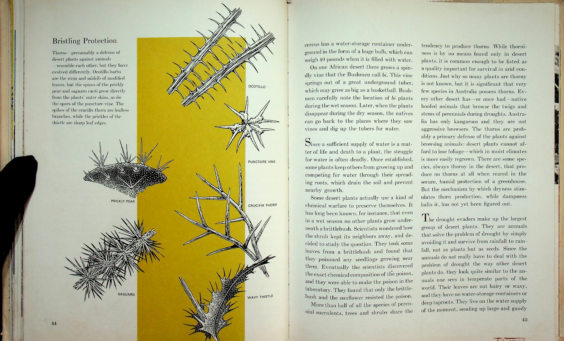 Young Readers Edition : THE DESERT