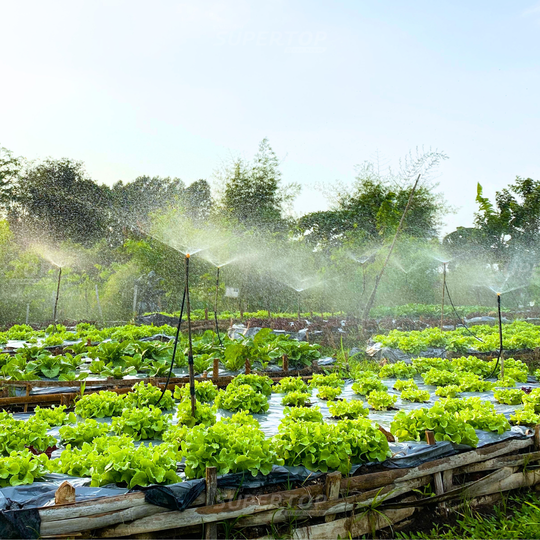 เมล็ดพันธุ์ผักสลัดออร์แกนิก RAILUNGTOP | เก็บจากฝัก สดจากไร่ลุงท๊อป ออร์แกนิก