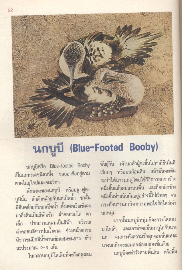 หนังสือภาพความรู้ เรื่อง นก โดย ตัณติมา ประภาวิชัย