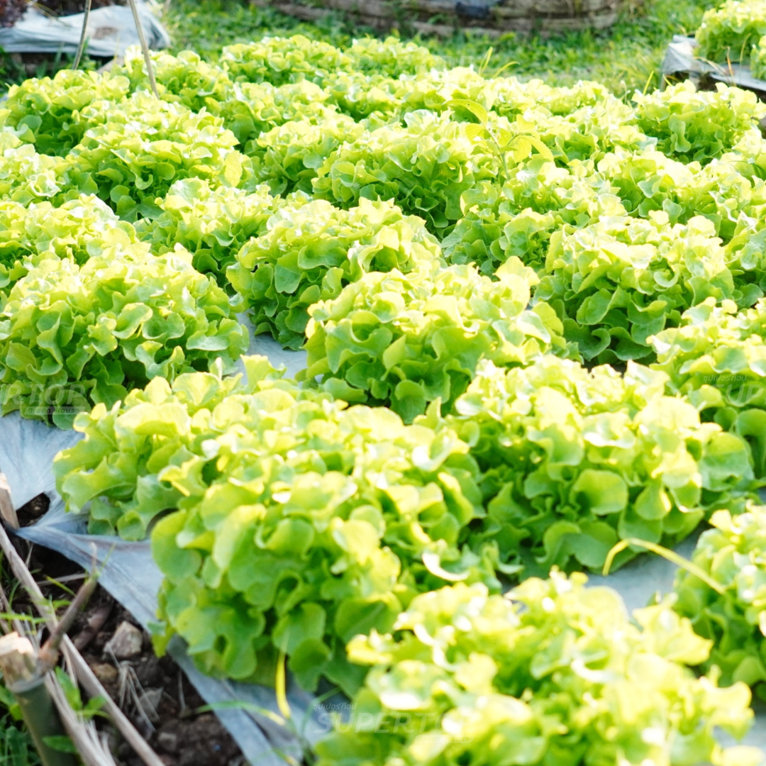 เมล็ดพันธุ์ผักสลัดออร์แกนิก RAILUNGTOP | เก็บจากฝัก สดจากไร่ลุงท๊อป ออร์แกนิก