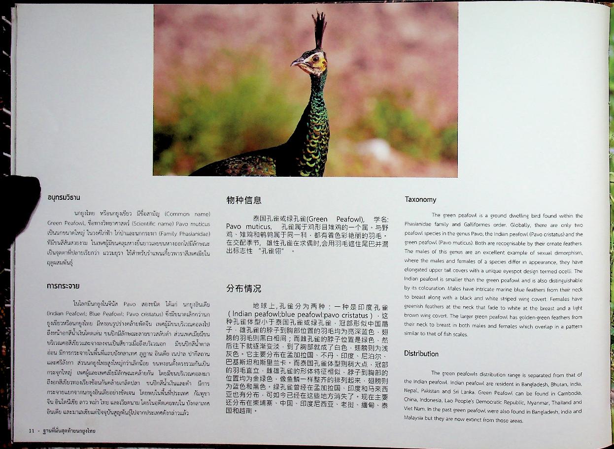 ฐานที่มั่นสุดท้ายนกยูงไทย