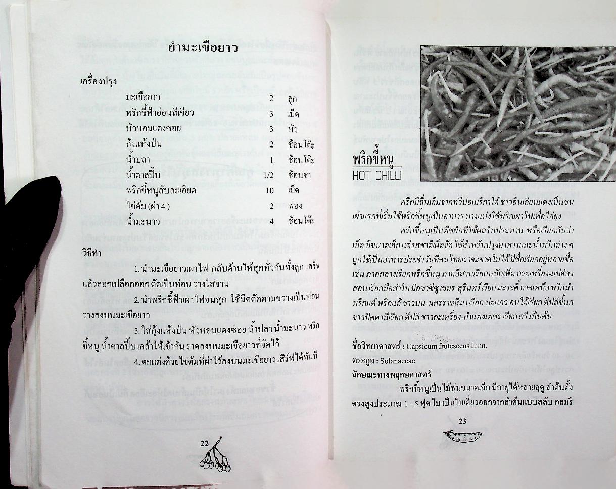 ผักริมรั้ว