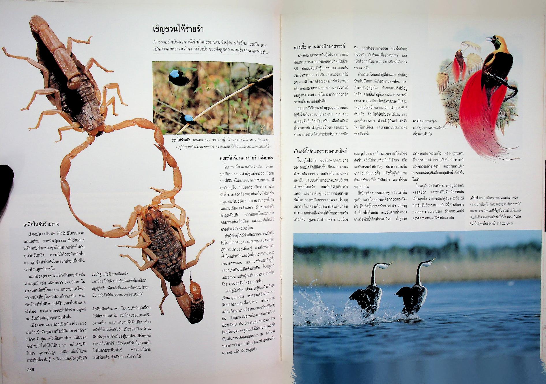 สำรวจชีวิตสัตว์โลกผู้น่าทึ่ง