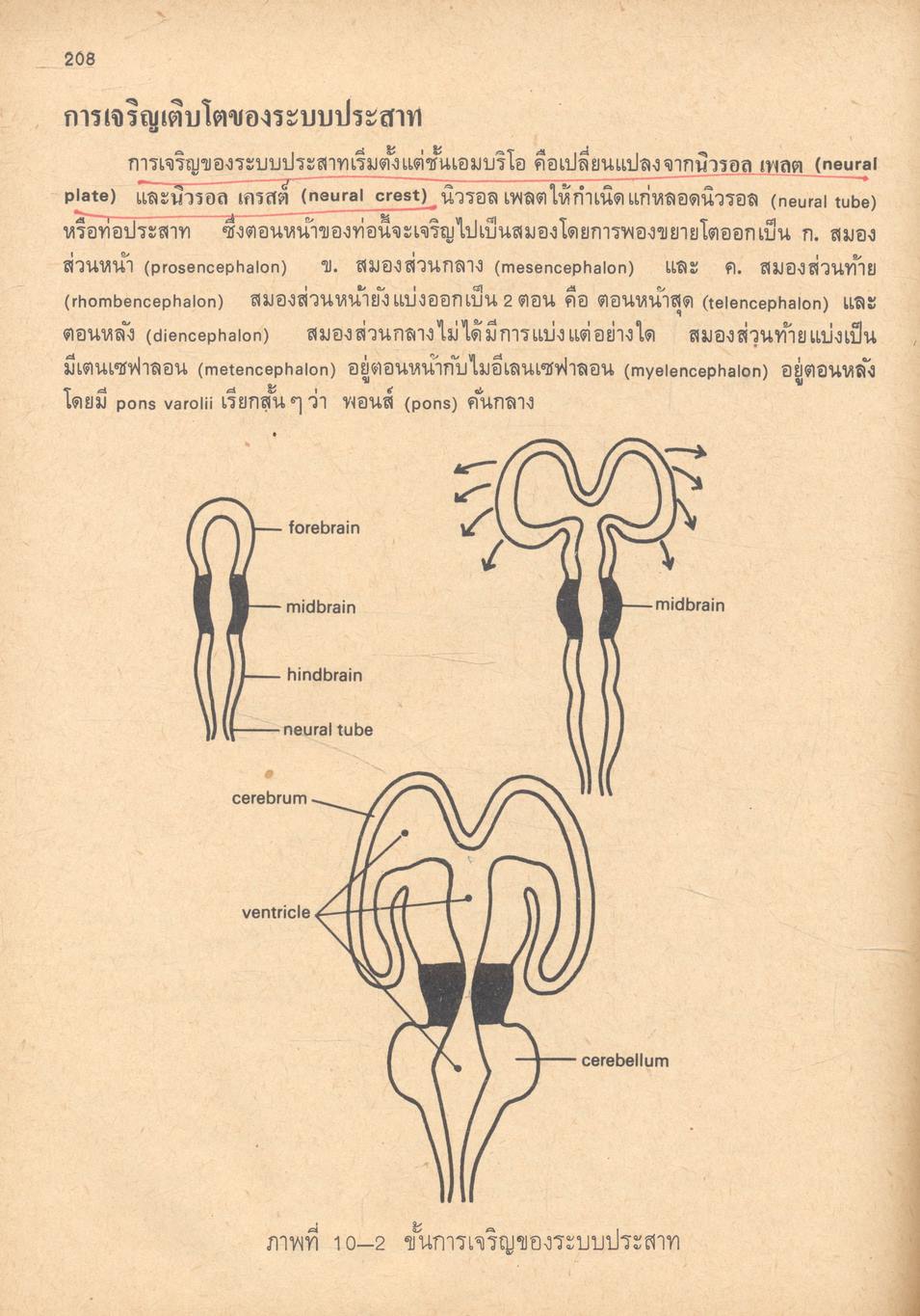 กายวิภาคศาสตร์เปรียบเทียบของคอร์เดต