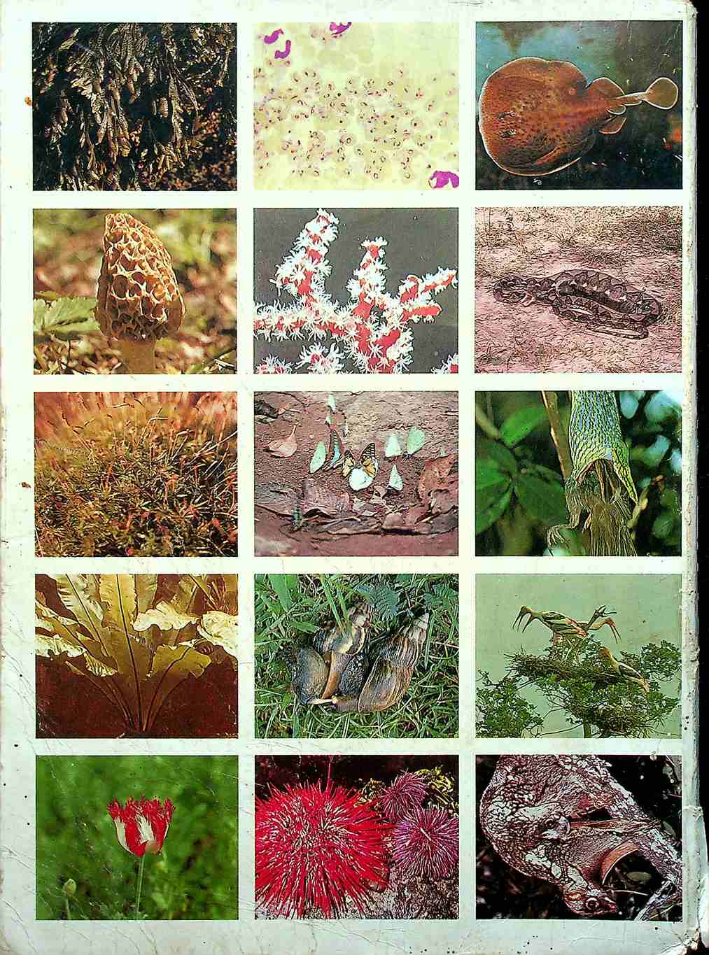 ชีววิทยา