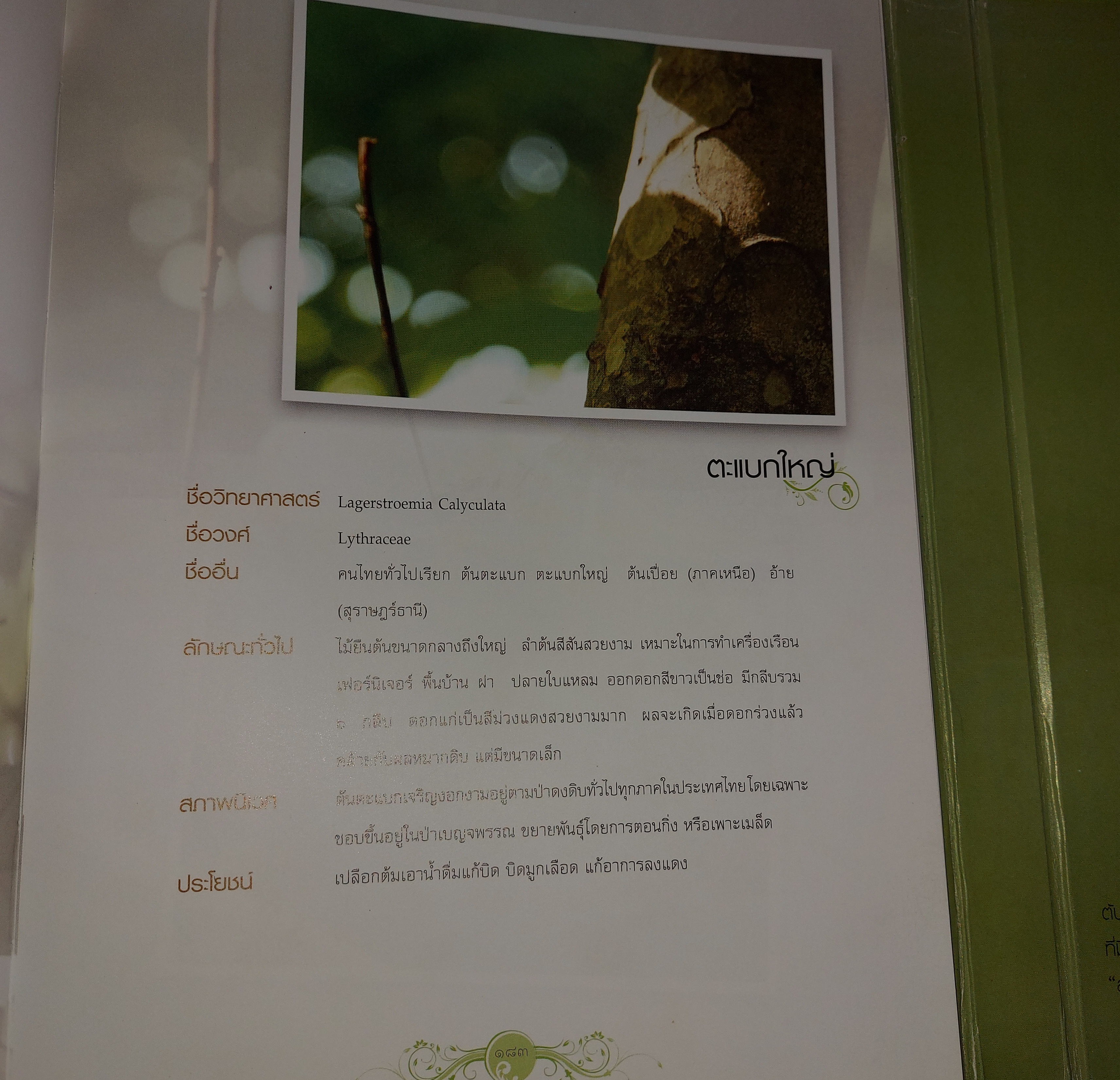 หยั่งราก ยืนต้น พัฒนาคนตามรอยพรุยคลบาท