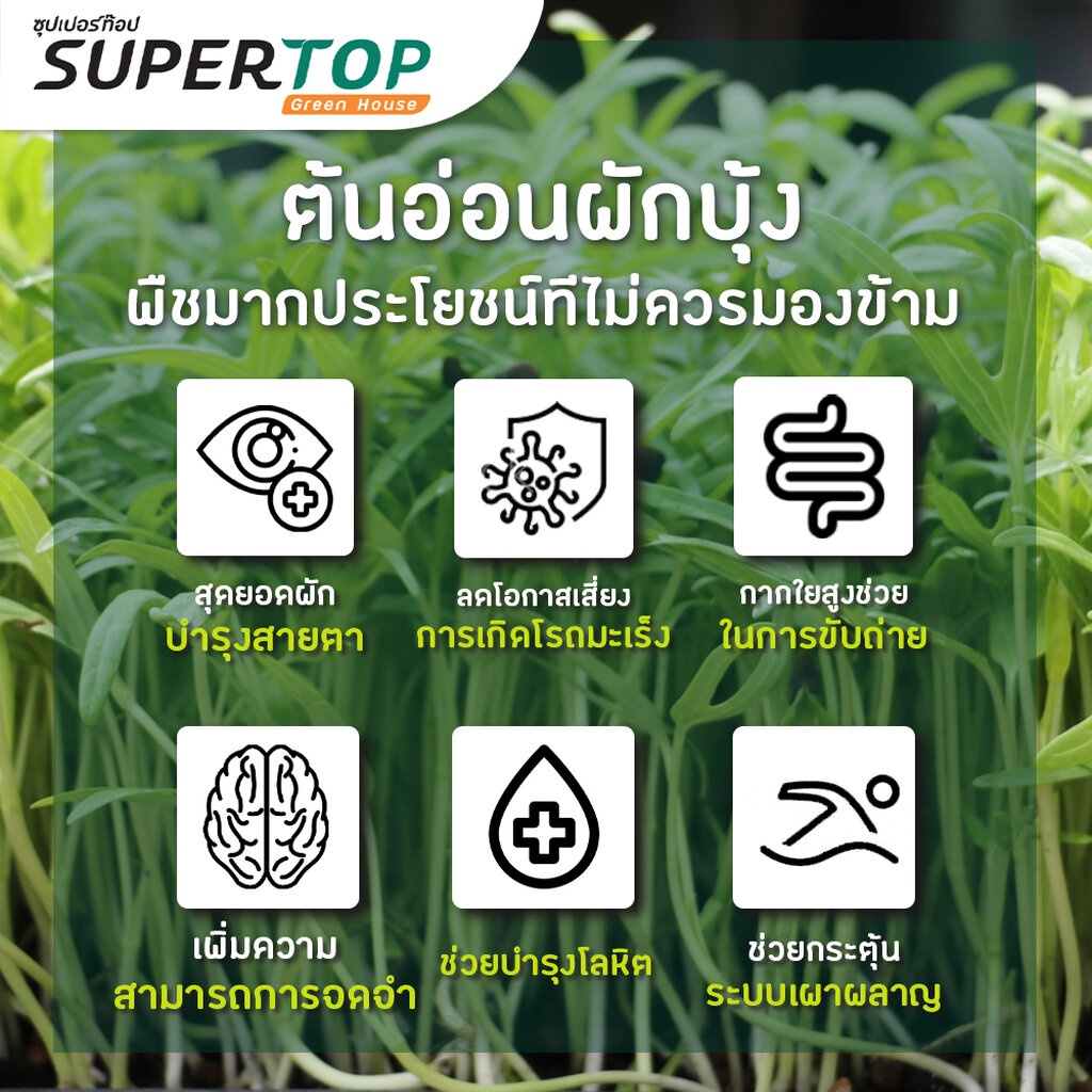 เมล็ดเพาะต้นอ่อน ผักบุ้งจีน พันธุ์เรียวไผ่ (Water convolvulus Microgreen) SUPERTOP ขนาด 1 KG.