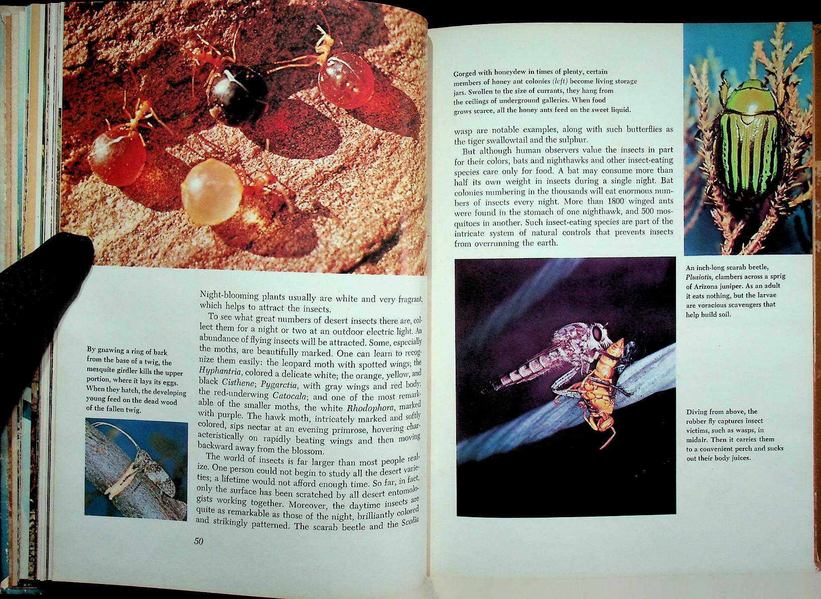 The Life of the Desert