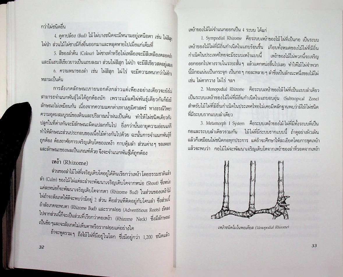 การปลูกไม้ไผ่