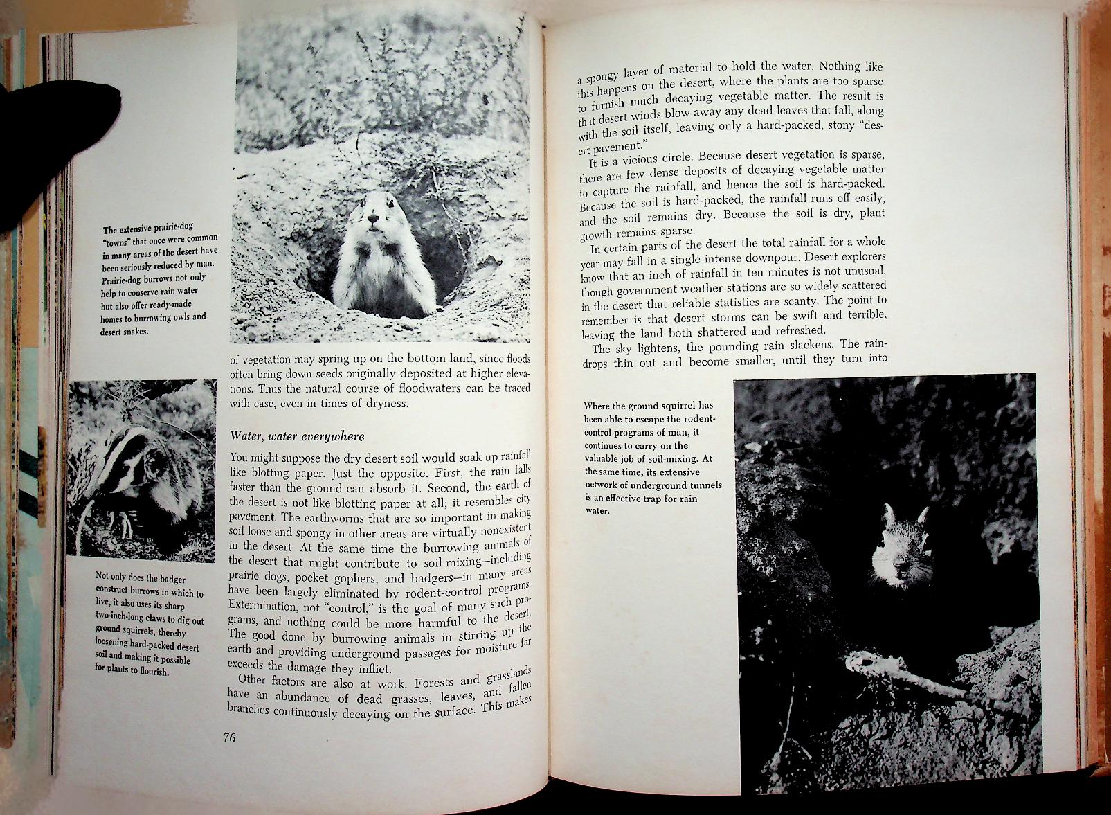 The Life of the Desert