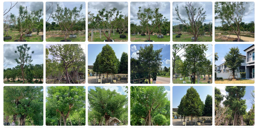 จำหน่าย ขุดย้ายไม้ล้อม พร้อมขนส่ง โทร.094-515-7920