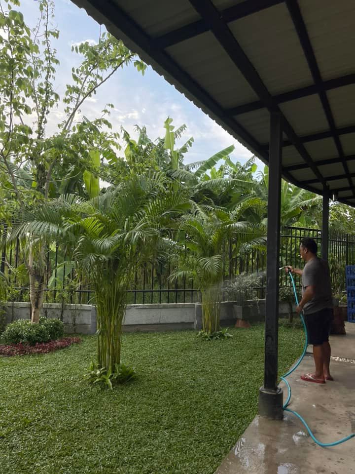 ปูหญ้ามาเลย์ ตำบลเมืองเก่า อำเภอเสาไห้ จังหวัดสระบุรี