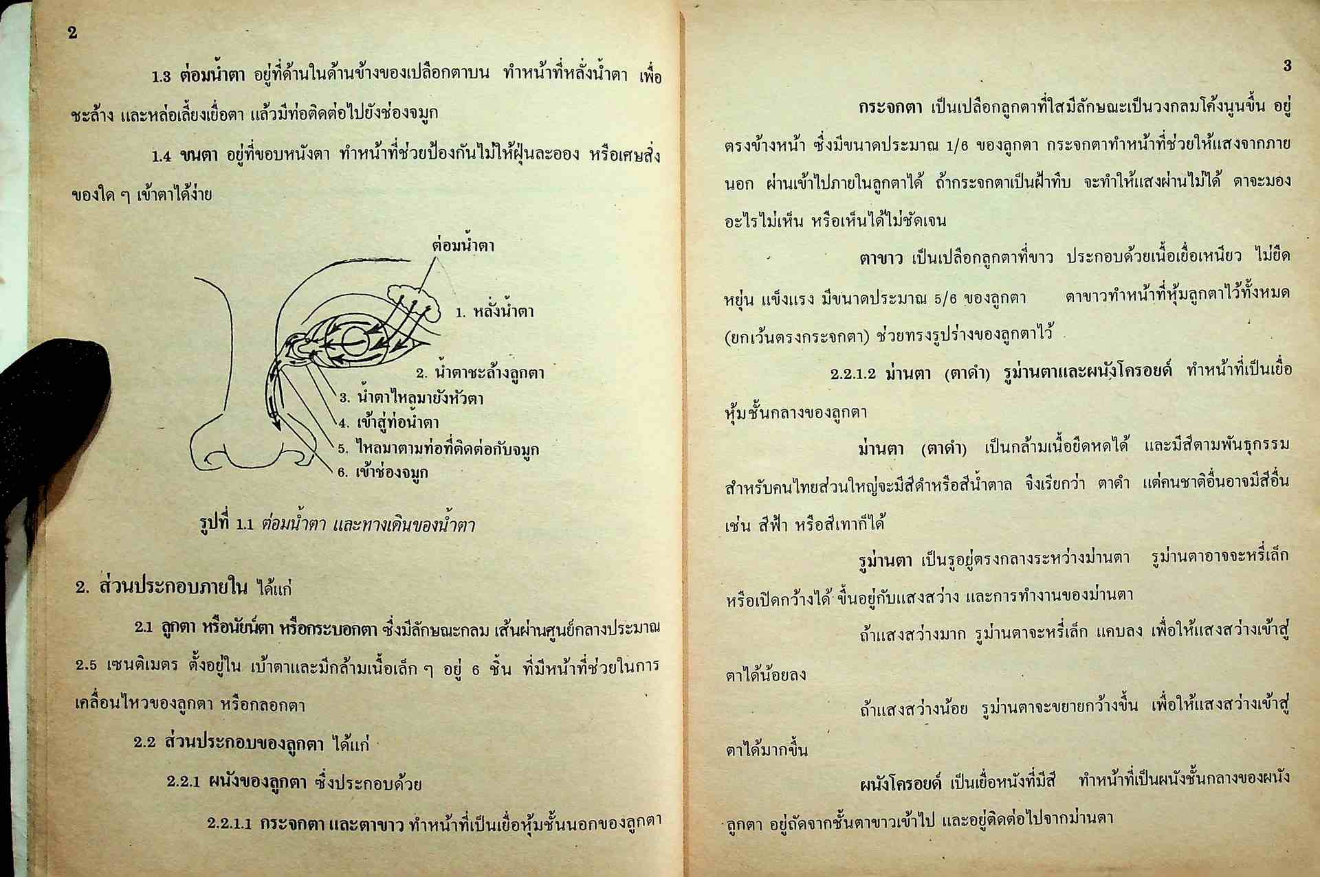 หนังสือเรียนพลานามัย รายวิชา พ ๑๐๑ - พ ๑๐๒ สุขศึกษา ชั้นมัธยมศึกษาปีที่ ๑ (ม.๑)