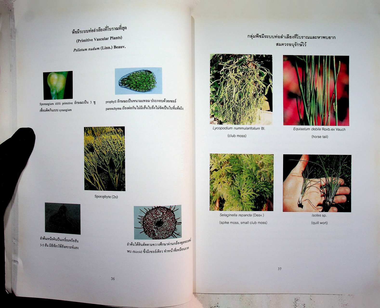 แนวทางในการศึกษาความหลากหลายทางชีวภาพ