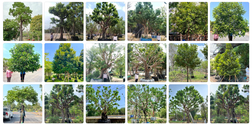 จำหน่าย ขุดย้ายไม้ล้อม พร้อมขนส่ง โทร.094-515-7920