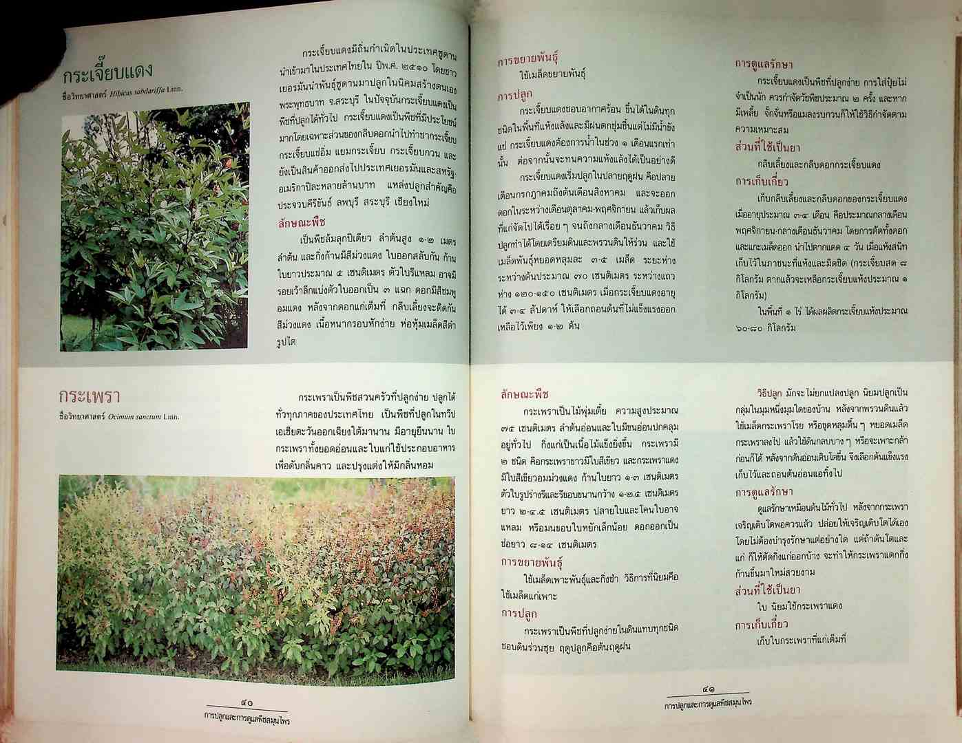 การปลูกและการดูแลพืชสนุนไพร