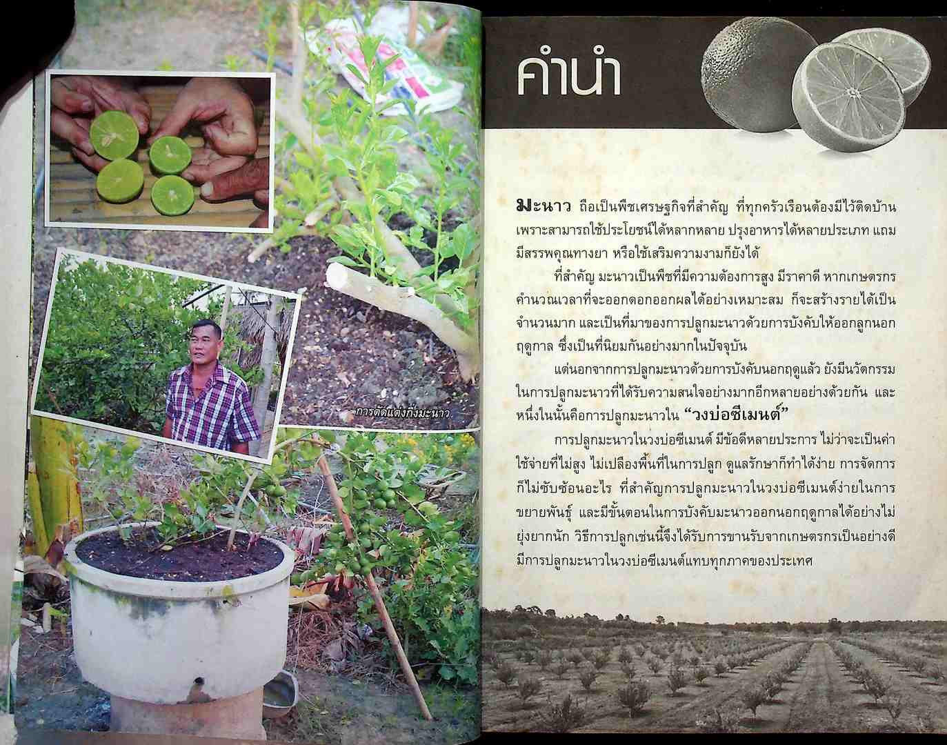 วิธีปลูกและสูตรลับมะนาว วงบ่อซีเมนต์-นอกฤดู