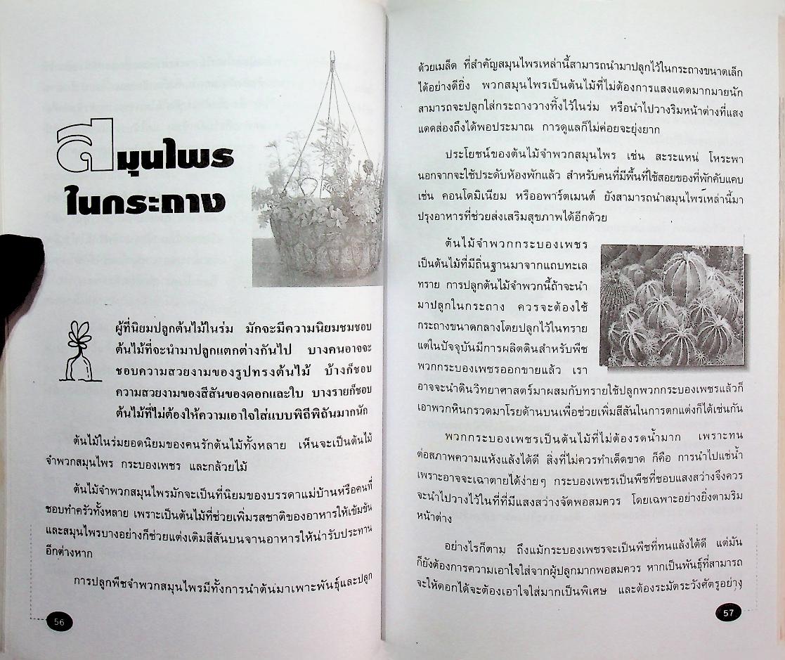 ต้นไม้ใบหญ้า