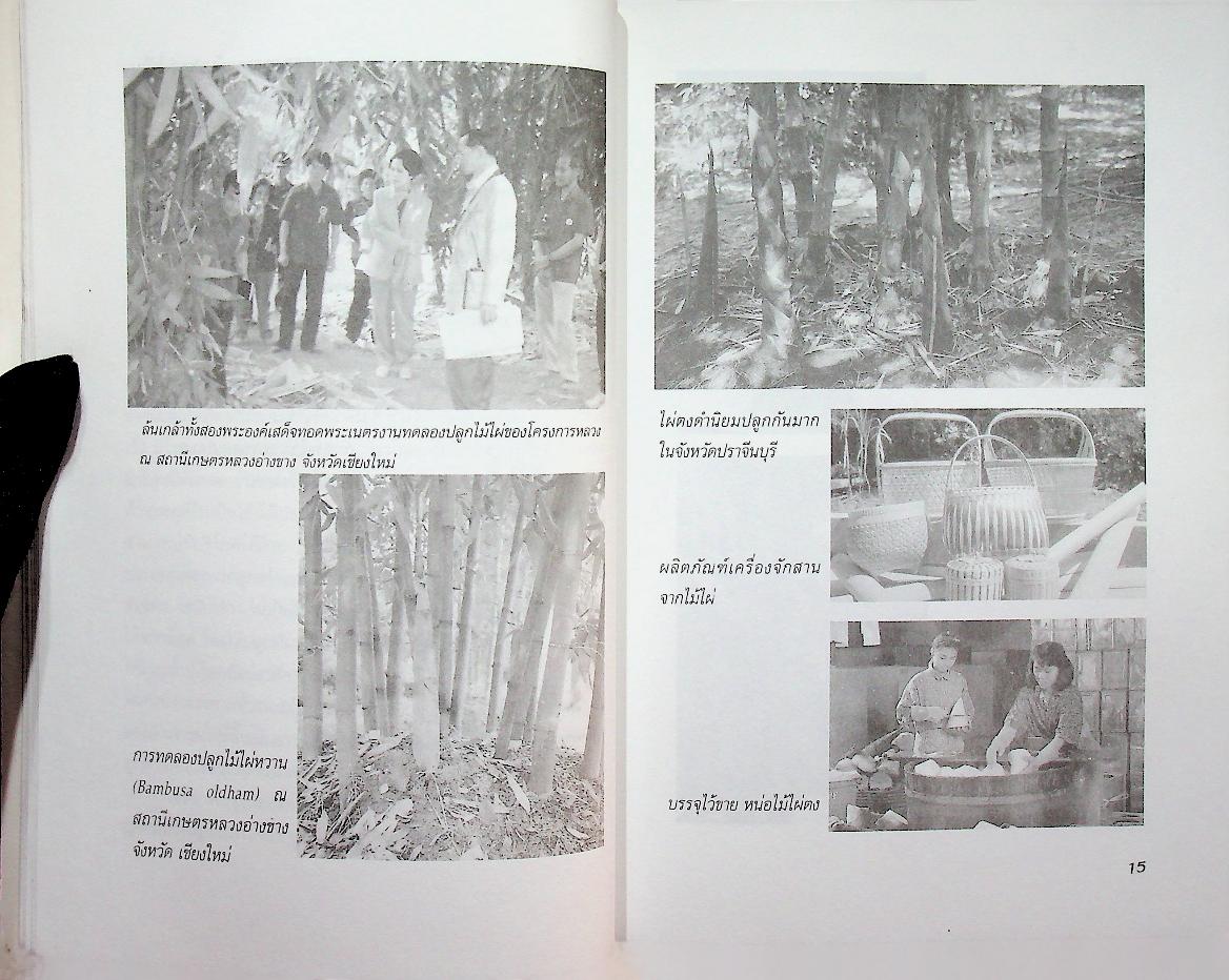 การปลูกไม้ไผ่