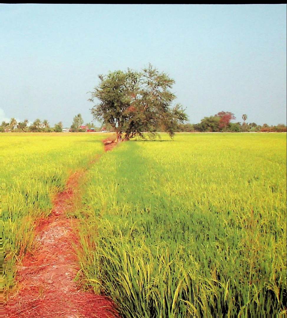 มากกว่าข้าว