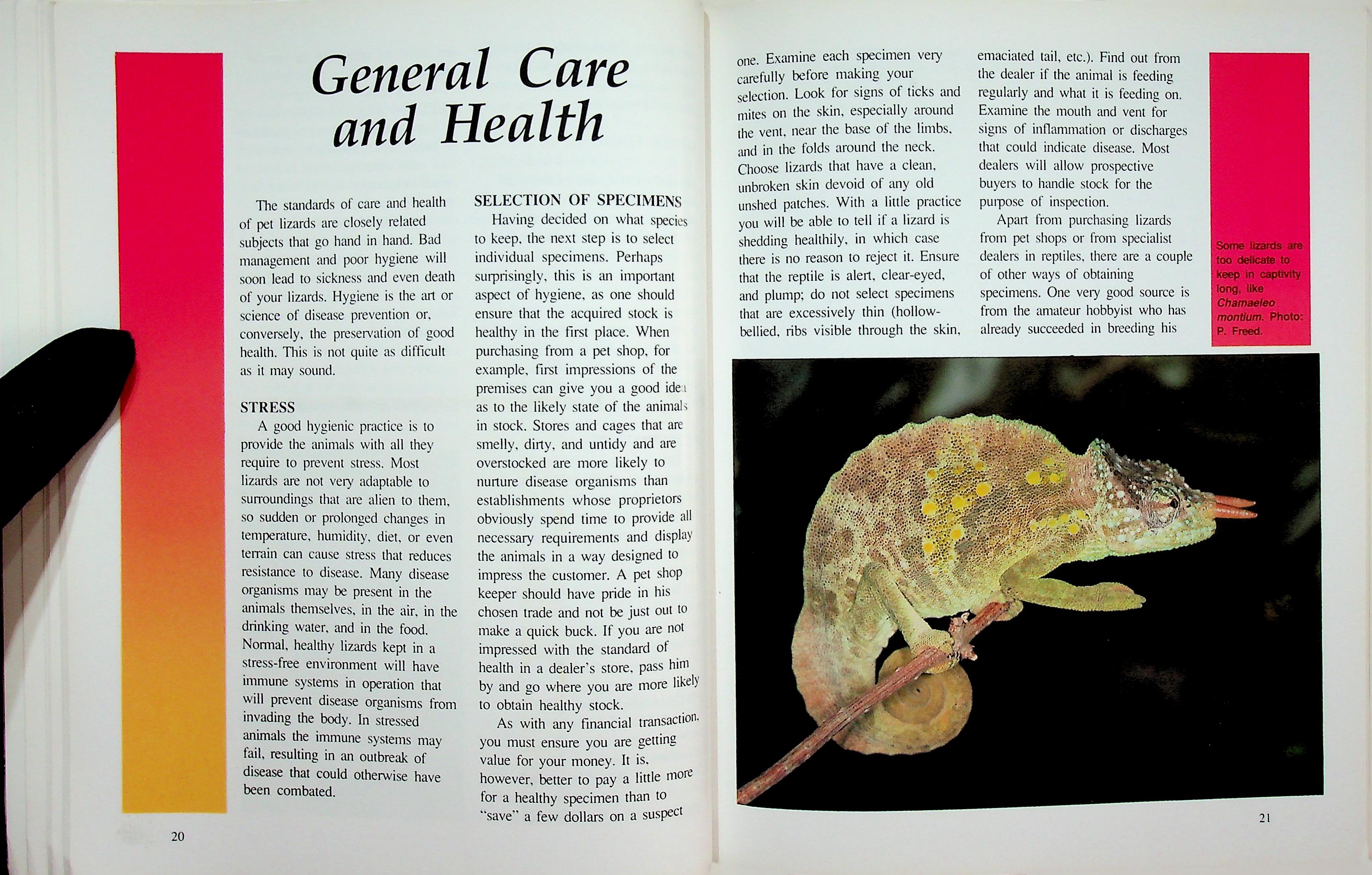 LIZARDS AS A NEW PET