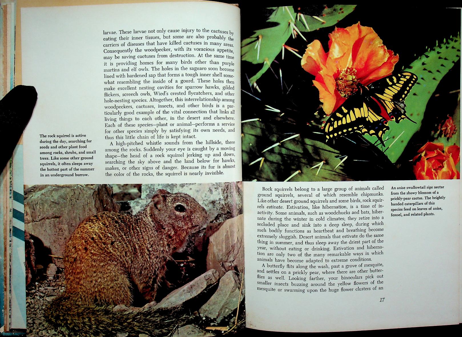 The Life of the Desert