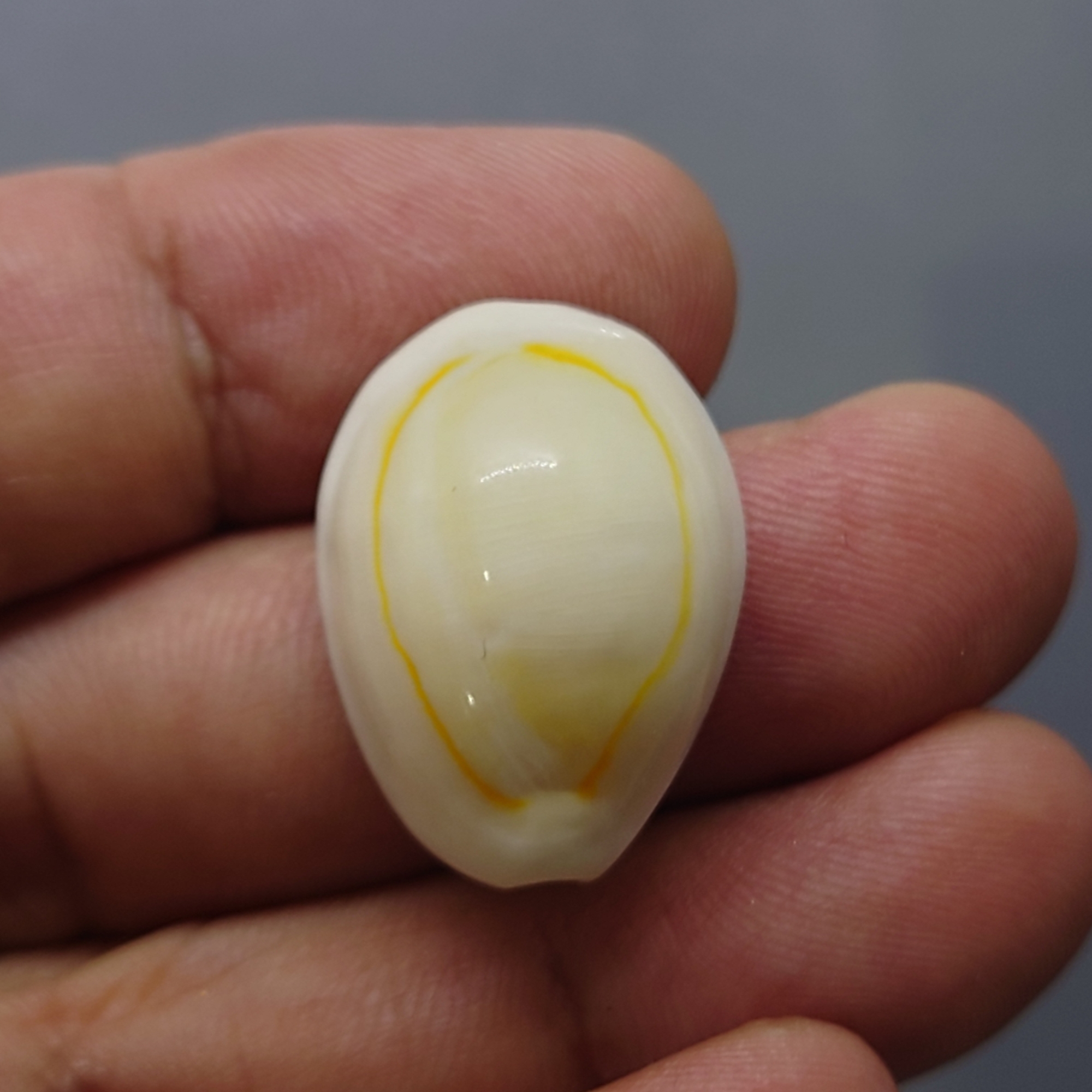 เบี้ยจั่น โบราณ