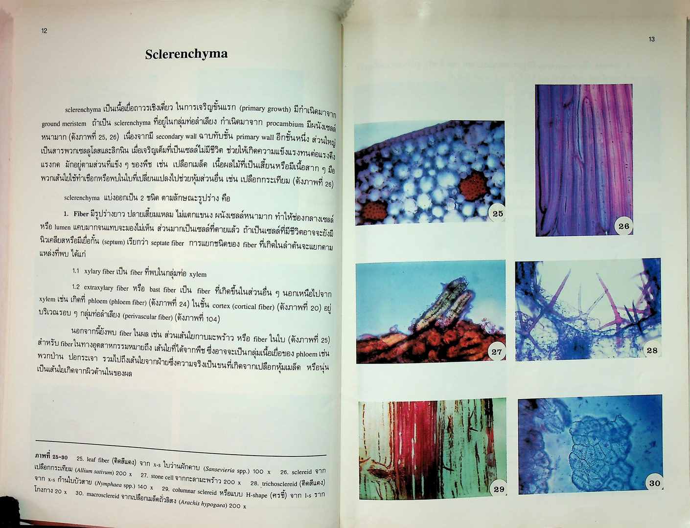 โครงสร้างภายในของพืช