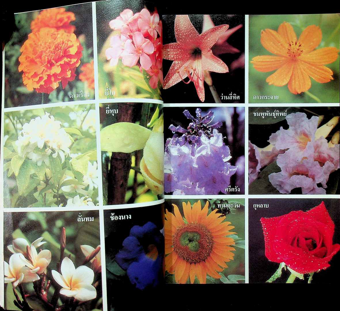 วาดดอกไม้